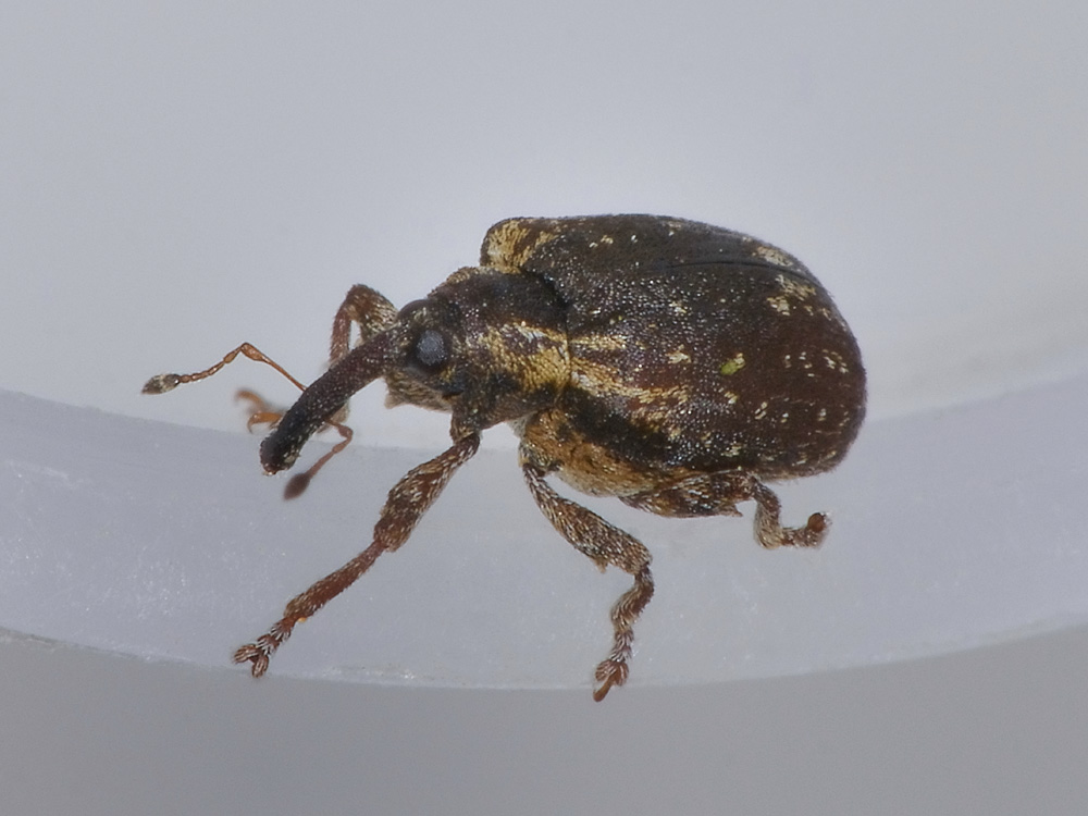 Stereonychus fraxini - Curculionidae